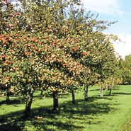 Orchard trees and<br>productive garden